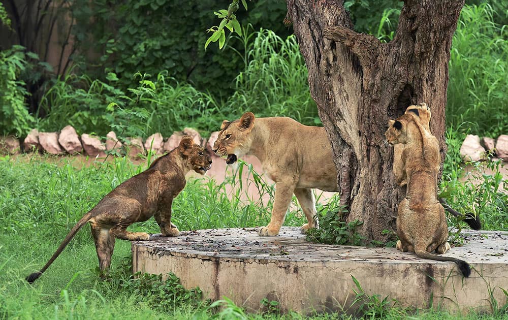 Lioness Vasundhara with her cubs 
