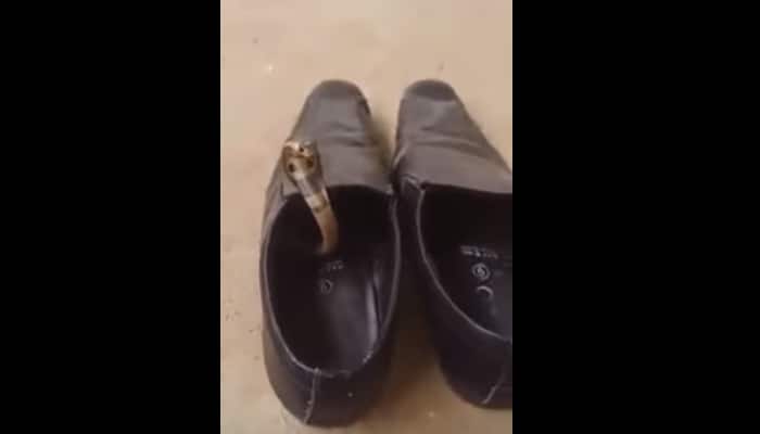 OMG! This is so shocking - Snake in shoe? Here&#039;s why you MUST check your footwear in rainy season