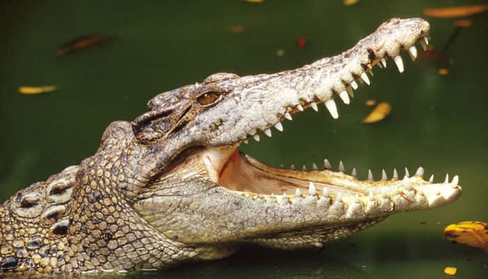 Babia the VEGETARIAN crocodile guards this Kerala temple