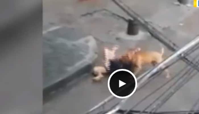 Hair-raising video: Pitbull goes wild, attacks people on a busy Chinese street - Must watch