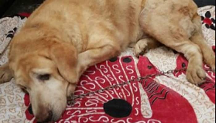 Pained by death of his buddy &#039;Tiger&#039;, 26/11 canine hero Caesar goes into depression