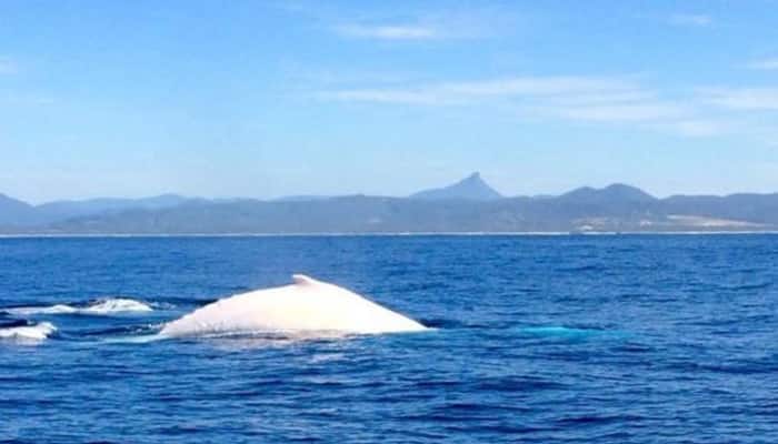Migaloo sighting alert! White humpback whale spotted off Australia&#039;s Byron Bay (See pic)