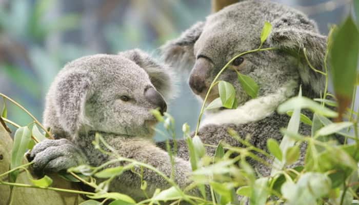 Australian koalas smarter than average bears: Study
