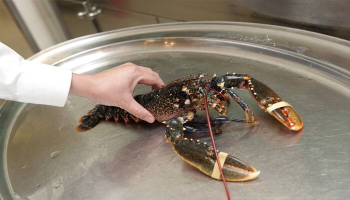 Here&#039;s how a 110-year-old lobster Larry rescued from becoming a meal!- See pics