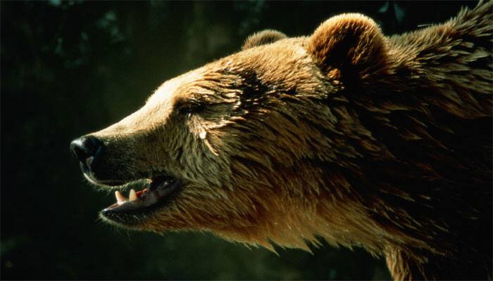 Human super predator more terrifying than bears, wolves
