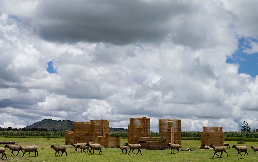 sheep walk past stacks of finished lumber, at a sawmill belonging to Piedra Cant sheep walk past stacks of finished lumber, at a sawmill belonging to Piedra Cant
