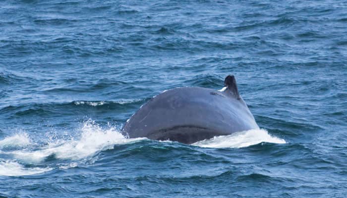 Researchers identify rare new species of beaked whale