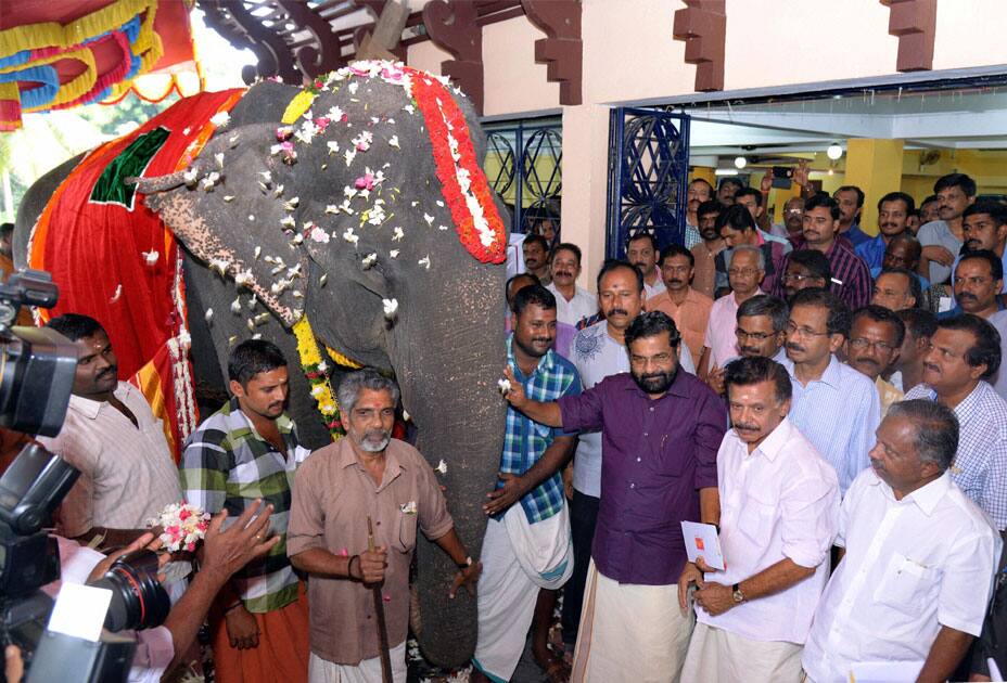 86-year-old elephant 86-year-old elephant