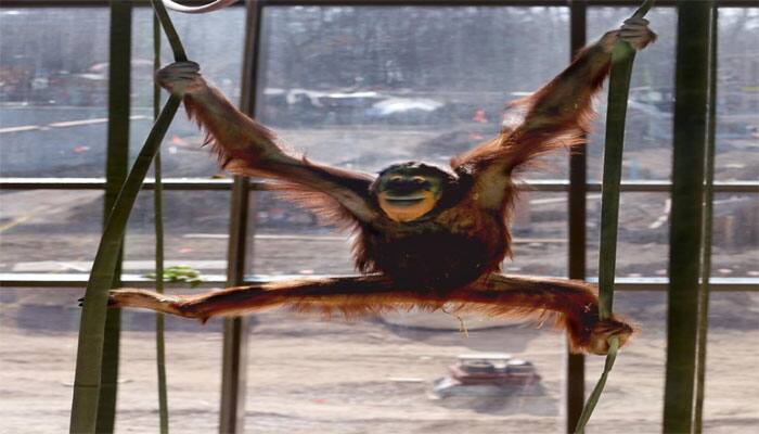 Rocky, the Orangutan, mimics human sounds – Watch it to believe it