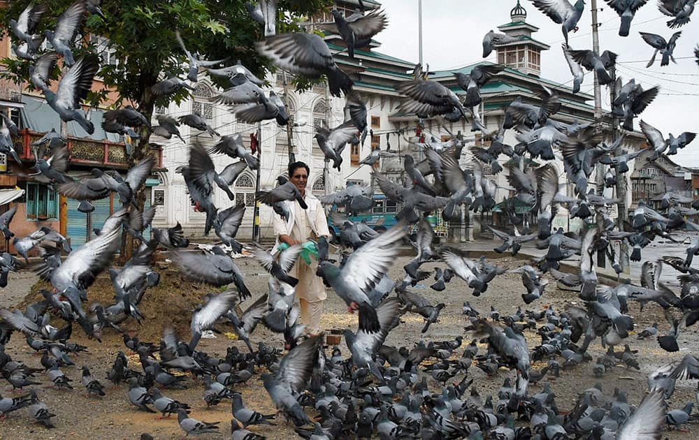 A man feeding pigeons during curfew and strike in Srinagar