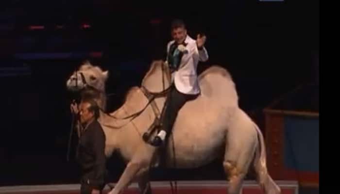 It happens only in the USA! This circus couple&#039;s wedding will make your jaw drop – WATCH Video