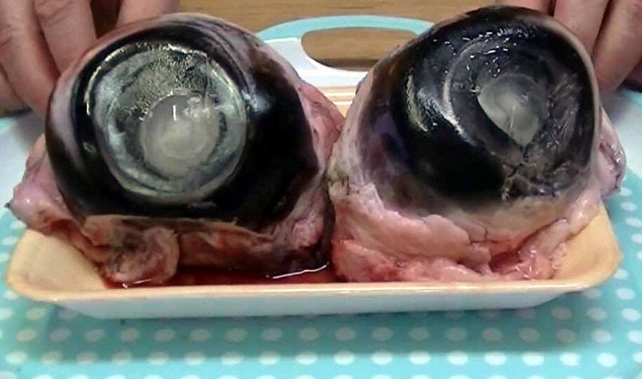 Tuna fish eyeball Tuna fish eyeball