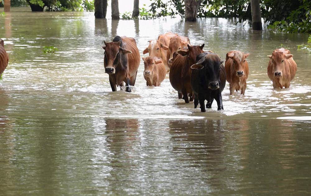 Cattle move through flood water at Dhekiabari Village in Kamrup Cattle move through flood water at Dhekiabari Village in Kamrup