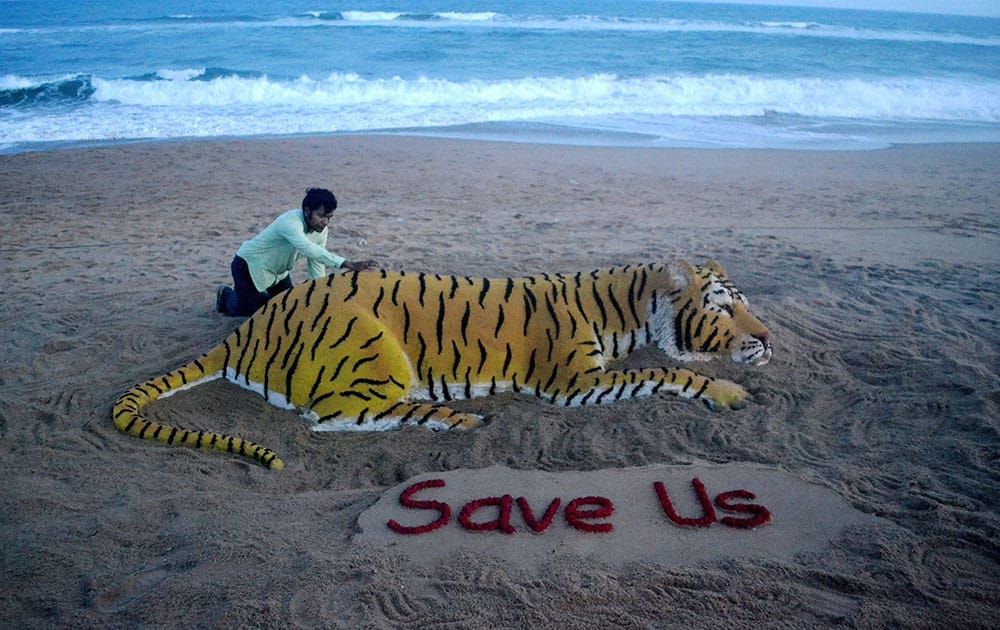 sand artist Sudarsan Pattnaik creates a sand sculpture of tiger with message Save Us on the eve of International Tiger Day sand artist Sudarsan Pattnaik creates a sand sculpture of tiger with message Save Us on the eve of International Tiger Day