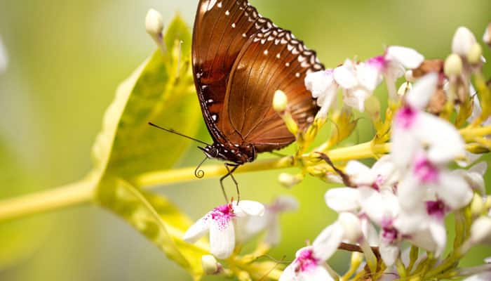 Butterflies distinguish between plants to lay eggs