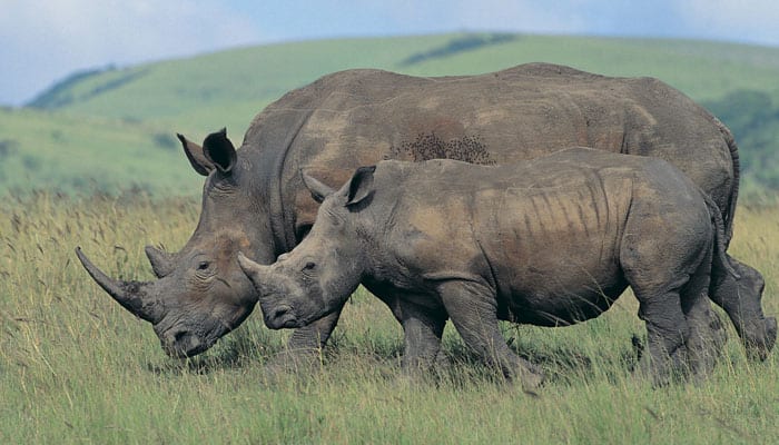 Forest guard fires at rhinos in self defence, hits female rhino