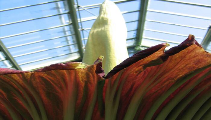 Giant smelly corpse flower blooms in New York for first time- See pics ...