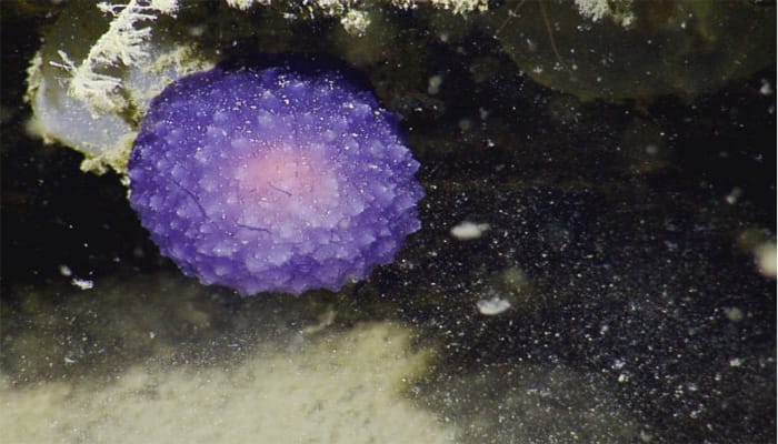 Scientists discover mysterious purple orb in deep waters of Pacific ocean- Watch!