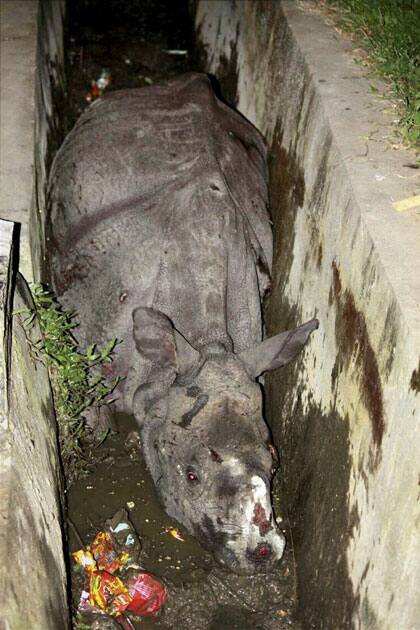 Rhino calf Rhino calf