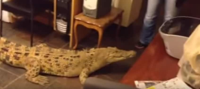 WATCH unbelievable video: Giant crocodile, woman in a room - Check out what they’re up to?