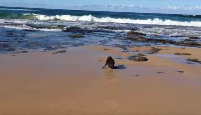 Baby seal rescued from fishing net on Australian beach – Watch adorable video!