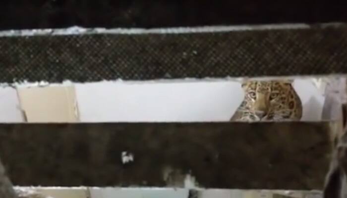 OMG! Leopard barges into Nainital hotel room and stuns couple on vacation – Watch