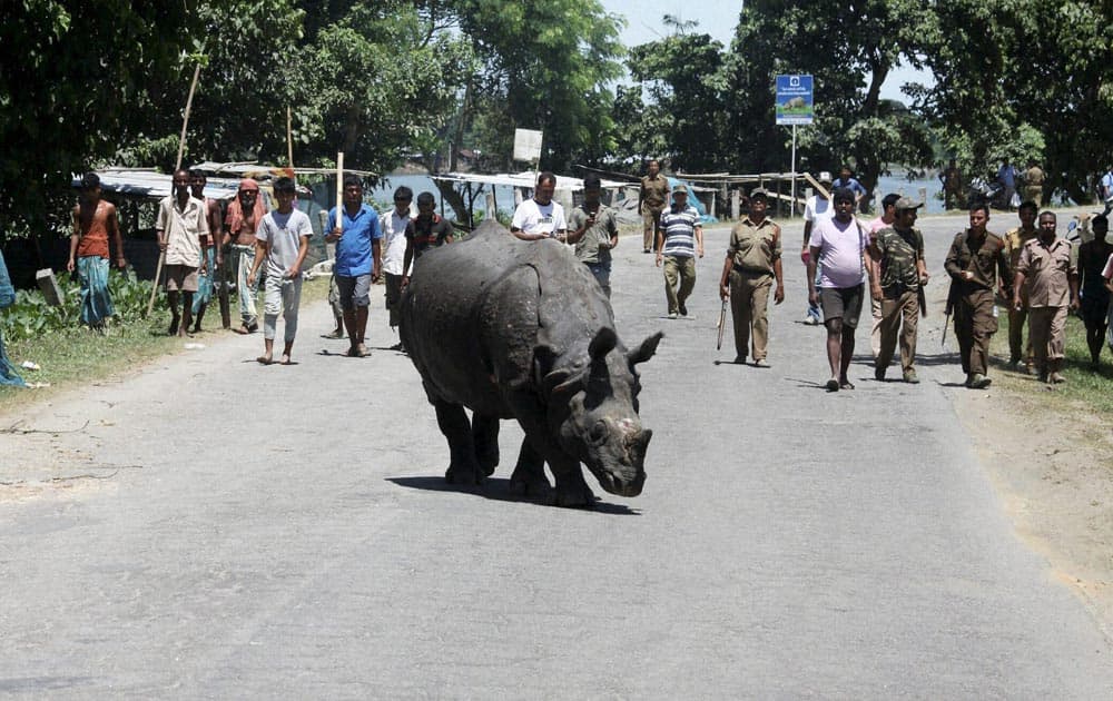 Forest officials and local villagers look a one horned rhino