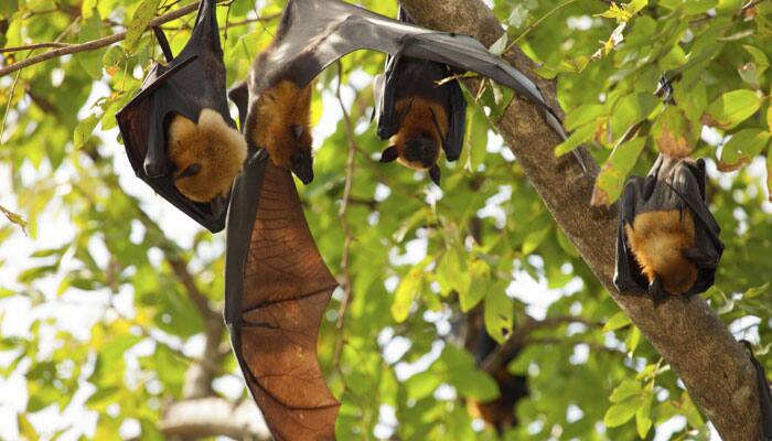 Bats build mental maps to recognise surroundings