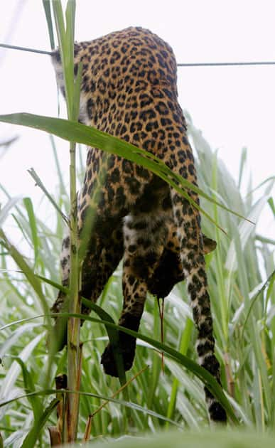 female leopard hangs on an electric wire