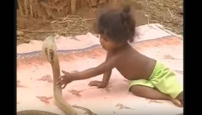 Unthinkable! Indian kids play with deadly snakes like toys – Watch Viral video
