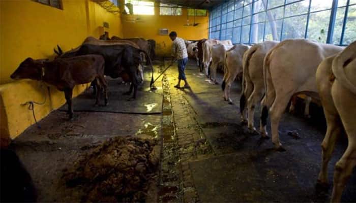 Rajasthan govt suspends two officials after death of cows at Hingonia Cow Centre