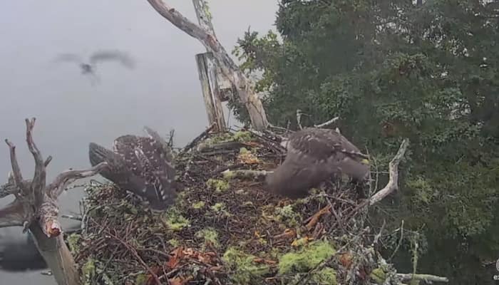Watch - Fierce eagle snatches osprey chick from its nest!