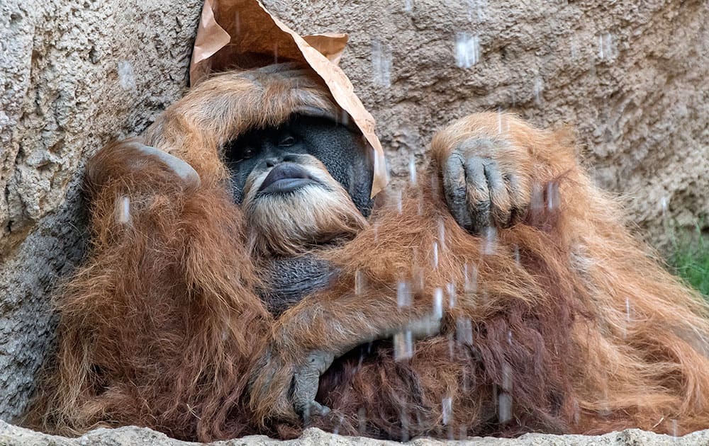 Orang-utan 'Bimbo' relaxes behind a waterfall in his enclosure in the Zoo in Leipzig, central Germany Orang-utan 'Bimbo' relaxes behind a waterfall in his enclosure in the Zoo in Leipzig, central Germany