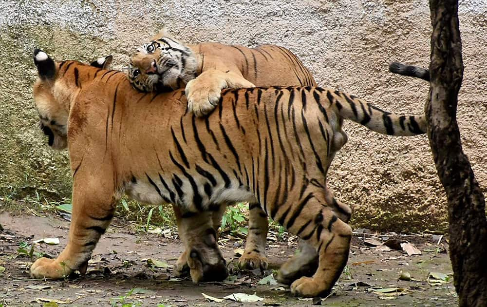 Tiger cubs at Surat Zoo