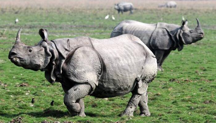 Rhino horn verification process to begin from Thursday