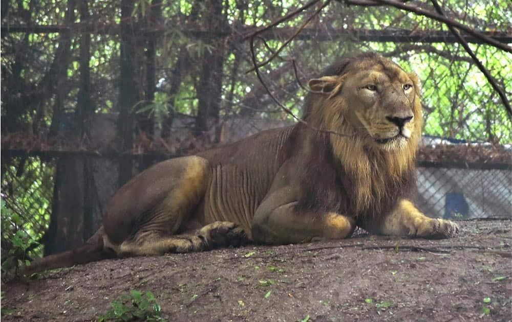 A lion takes rest inside its enclosure at the Zoo in Surat