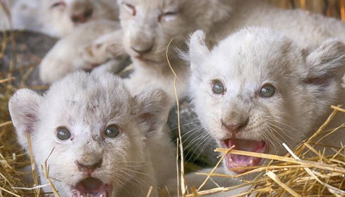 Aww, cuteness! Ukrainian zoo&#039;s white lion cubs will surely melt your heart (See adorable pics inside)