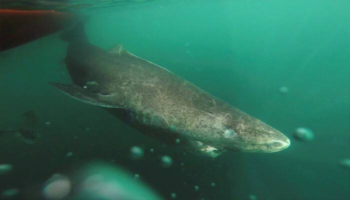 392 years and counting: Greenland Shark is oldest living vertebrate on Earth- Watch!