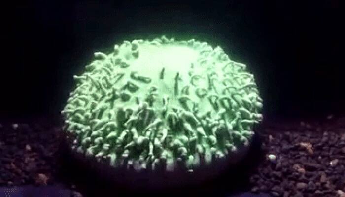 Coral bleaching caught on camera for first time – Watch!