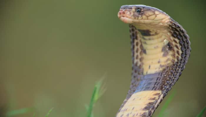 SHOCKING! Noida family finds cobra in bathroom - Know about 30-minute rescue operation