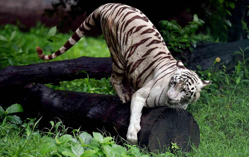 A White Tiger in a playful mood at an enclosure at Alipore Zoological Garden in Kolkata