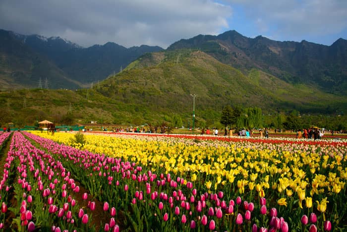 Forget Switzerland, India has its own Tulip Garden: See stunning PICS