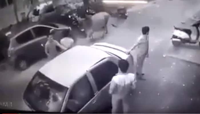 SHOCKING! Four people drag cow into car in busy lane and drive away - WATCH Viral Video