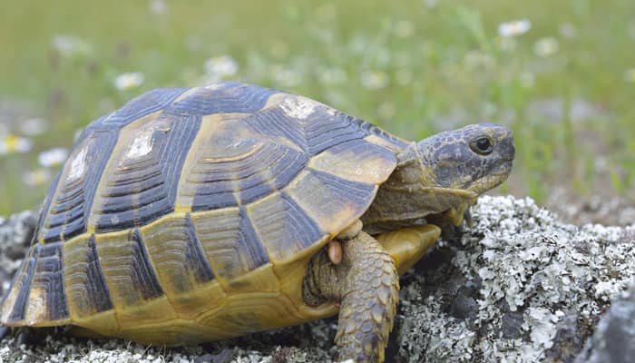 Common chemical can make male turtles behave like females