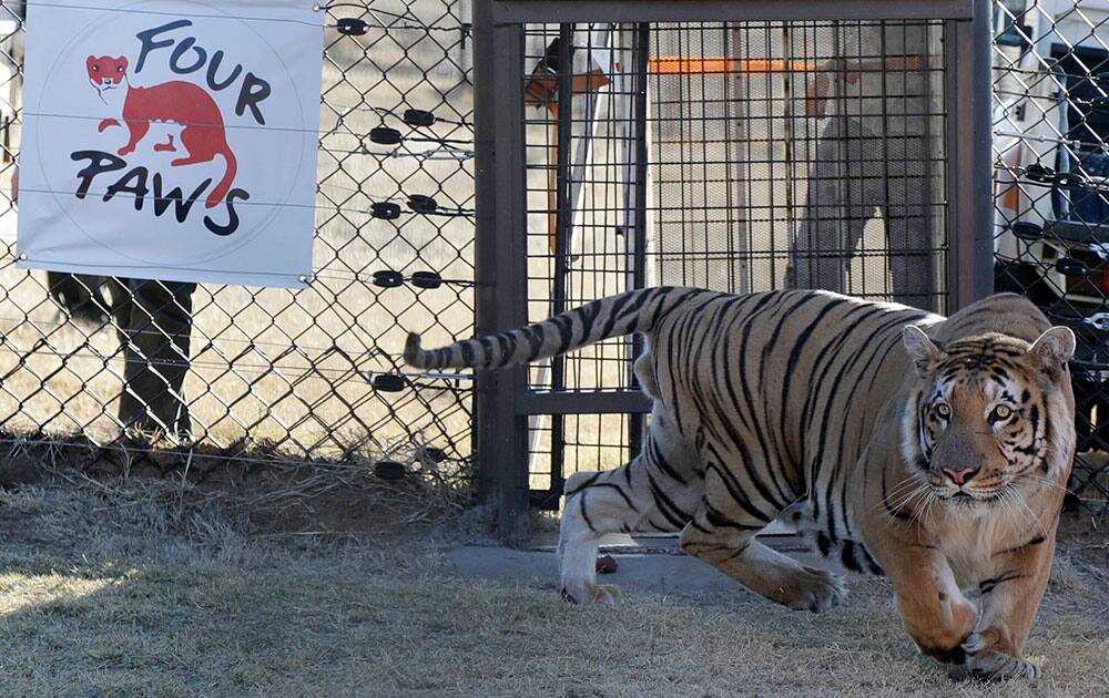 Nine-year-old male Bengal tiger, known as Laziz, is released into an enclosure at the Lionsrock Big Cat Sanctuary in Bethlehem, South Africa