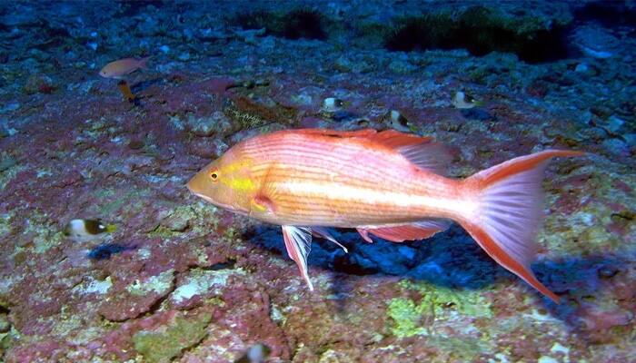 Obama creates world&#039;s largest marine reserve in Hawaii