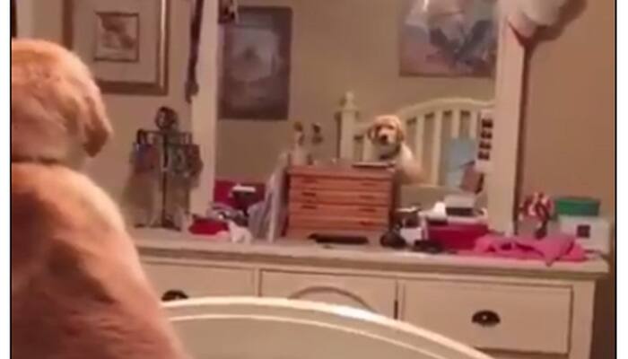 Who are you? Watch dog&#039;s reaction seeing himself on mirror – Very Funny