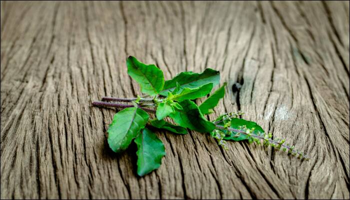 Tulsi leaves