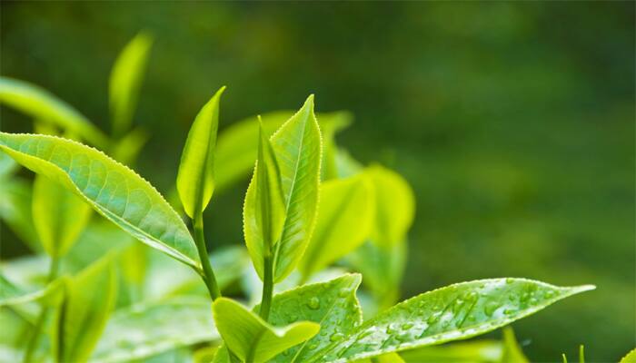 Tea tree leaves