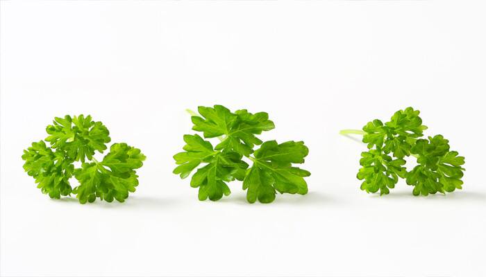 Parsley leaves